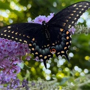 Meet your Posher, Mare